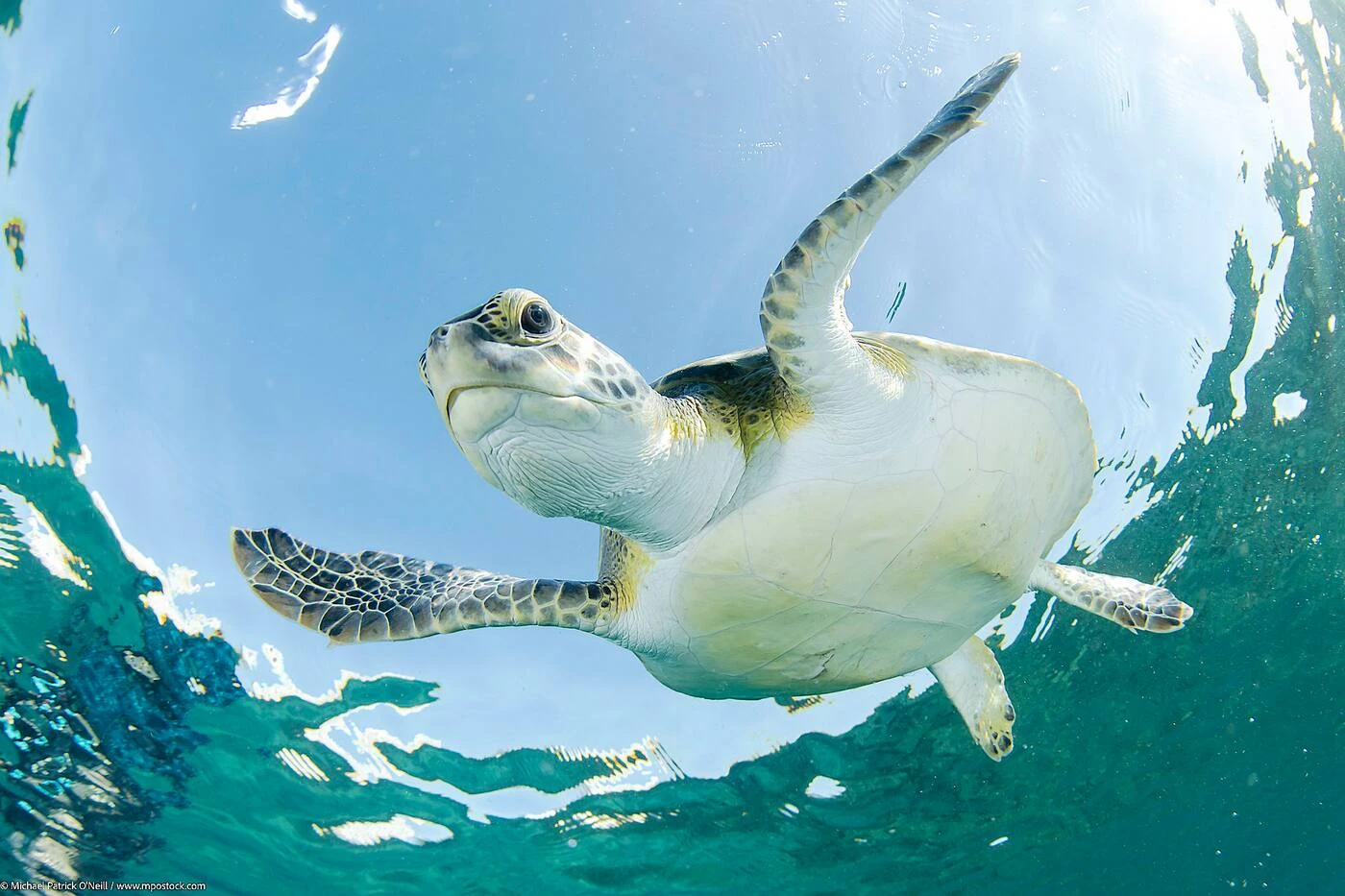 Tortue marine sur une plage de Floride