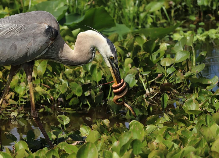 Les Everglades en Floride