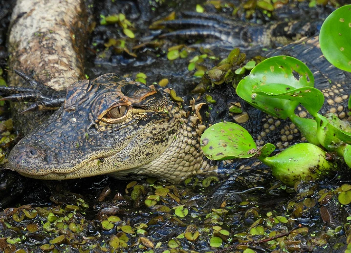 Alligator des Everglades